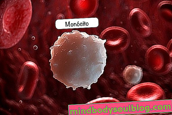 Monocytes: ce qu'ils sont et valeurs de référence