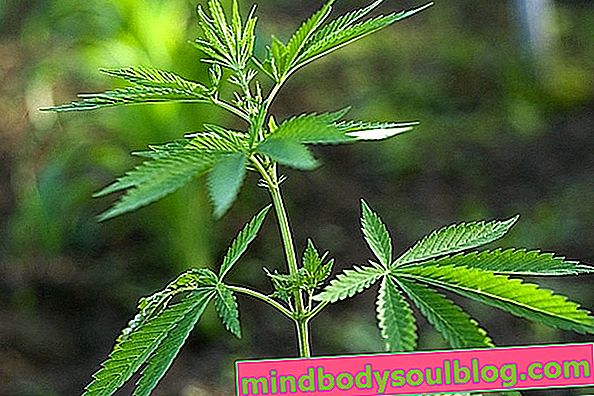 Marijuana: quels sont les effets, les avantages et les inconvénients de la plante médicinale
