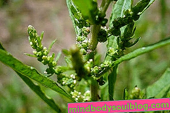 Mastruz (herb-de-santa-maria): à quoi ça sert et comment l'utiliser