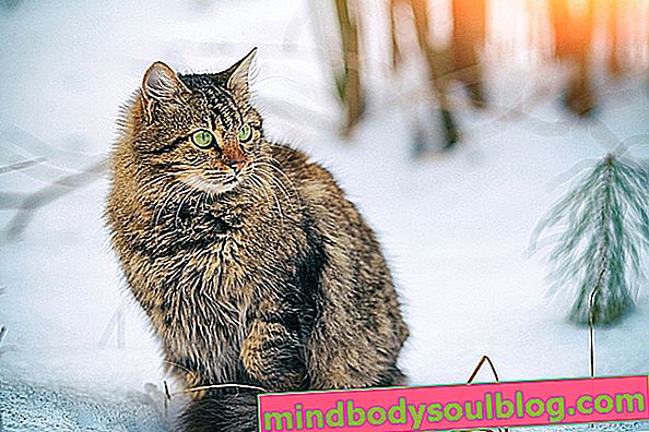シベリア猫