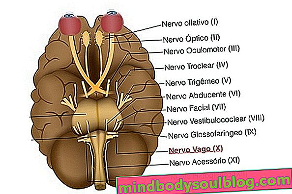 Vague Nerve: qu'est-ce que c'est, anatomie et principales fonctions