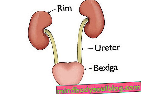 Système urinaire: qu'est-ce que c'est, principaux organes et comment ça marche