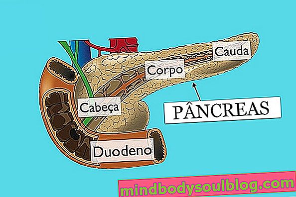 Анатомия на панкреаса