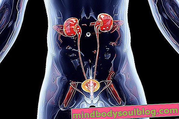 Système urinaire: principales maladies, symptômes et traitement