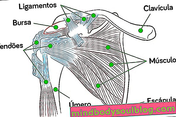 Структури на раменете