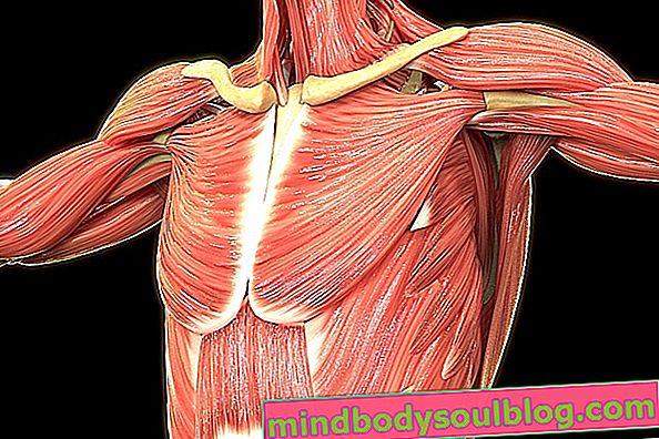 Muskelsystem: Was es ist, Klassifizierung von Muskeln und Typen