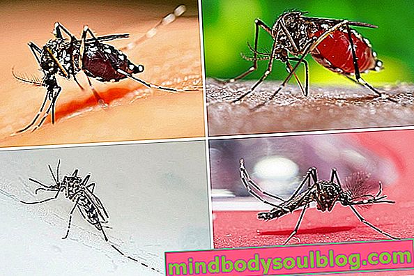 Wie man die Dengue-Mücke (Aedes aegypti) identifiziert