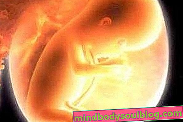 Babyentwicklung - 17 Schwangerschaftswochen