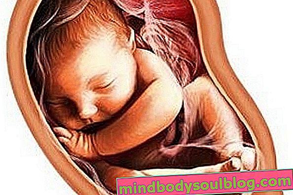 Développement fœtal: 37 semaines de gestation