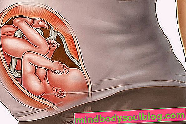 Fetale Entwicklung: 37 Schwangerschaftswochen