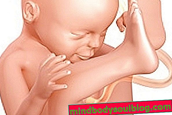 Babyentwicklung - 33 Schwangerschaftswochen