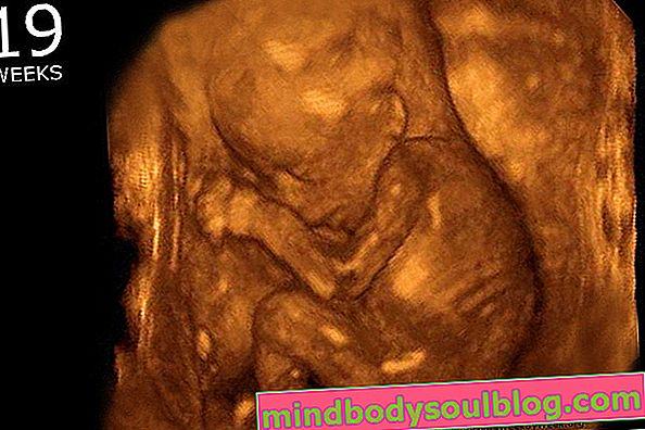 赤ちゃんの発育-妊娠19週間