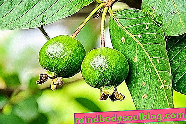 6 gesundheitliche Vorteile von Guave und wie man konsumiert