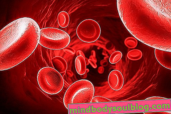 Rote Blutkörperchen, die Hämoglobin tragen
