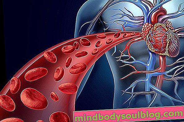Sistem kardiovaskular: Anatomi, fisiologi dan penyakit