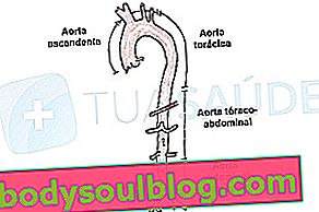 Артерия на аортата