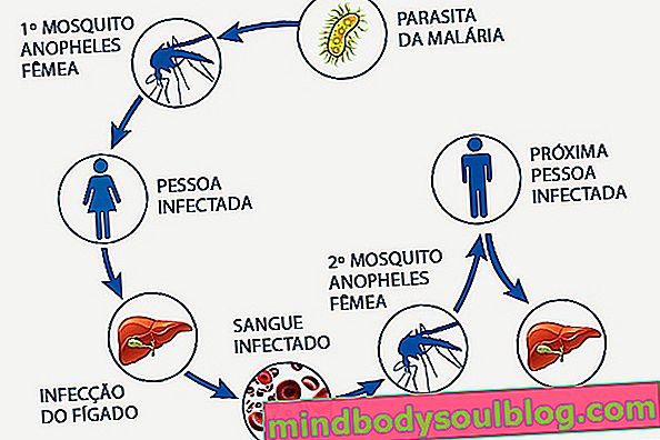 Le paludisme: qu'est-ce que c'est, cycle, transmission et traitement