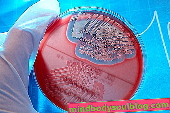 Staphylococcus saprophyticus: apa itu, gejala dan pengobatan