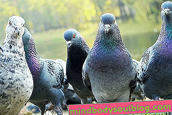 Maladies transmises par les pigeons: symptômes et que faire
