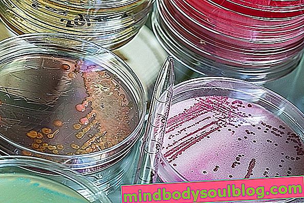 ブドウ球菌表皮：それが何であるか、症状と治療