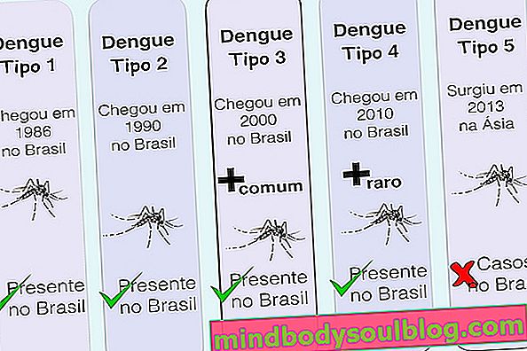 Какви са различните видове денга и най-често срещаните въпроси