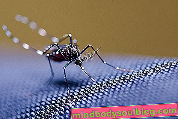 Как да потвърдите диагнозата на денга