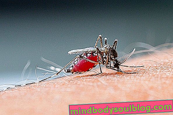 4 прости мерки за предотвратяване на денга
