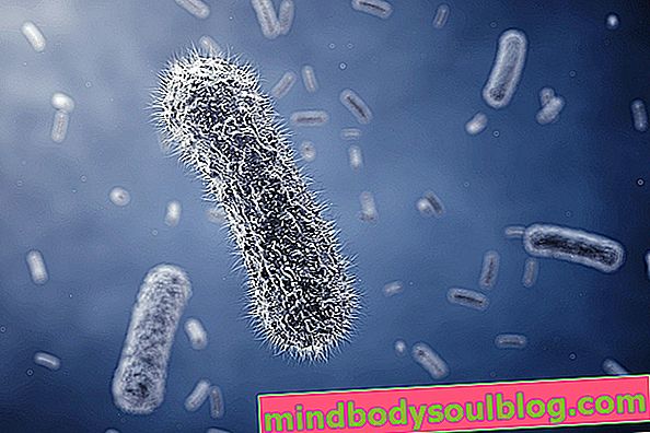 大腸菌（E. coli）：それが何であるか、症状、伝染および治療