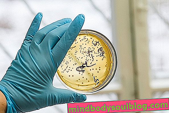 การติดเชื้อ Acinetobacter เกิดขึ้นอาการและการรักษาอย่างไร