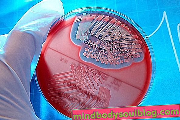 Gronkowce (Staphylococcus): czym są, główne gatunki i objawy