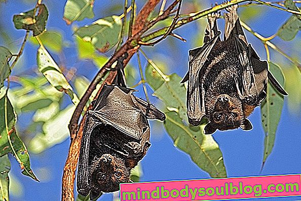 أهم الأمراض التي تنقلها الخفافيش وكيفية تجنبها