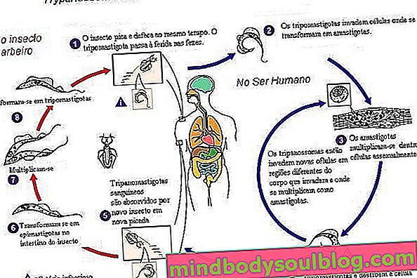 Maladie de Chagas: symptômes, cycle, transmission et traitement