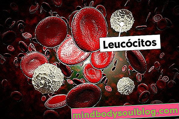 Was können hohe oder niedrige Leukozyten sein