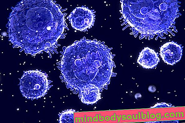 Лимфоцити - какви са те и референтни стойности