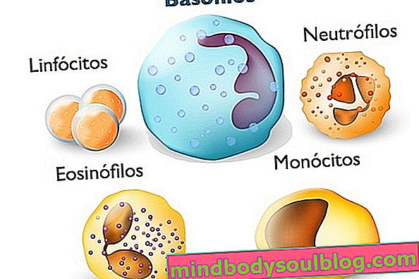 Types de leucocytes
