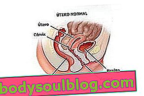 Normaler Uterus 