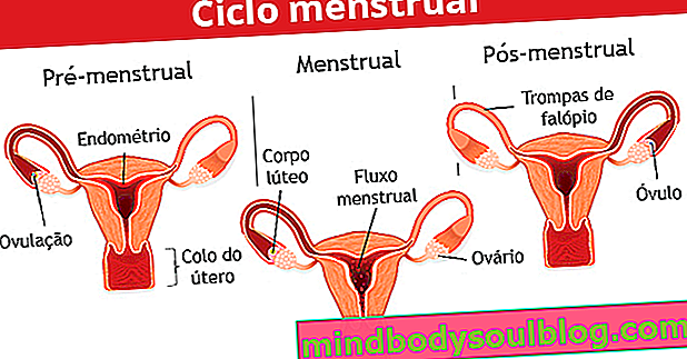 Verstehe alles über den Menstruationszyklus (mit Taschenrechner)
