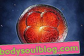 Embryon de 3 semaines