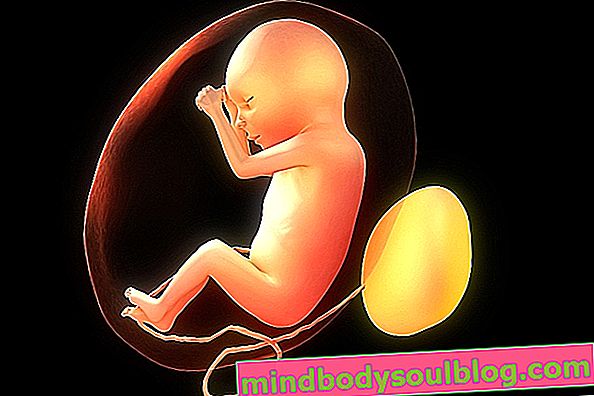 התפתחות התינוק - הריון של 20 שבועות