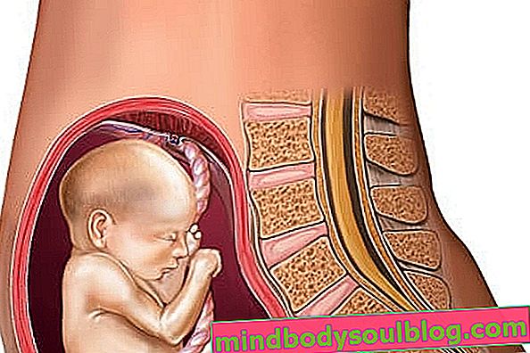 Perkembangan bayi - usia kehamilan 21 minggu