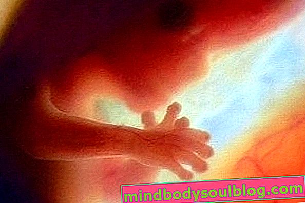 Babyentwicklung - 12 Schwangerschaftswochen