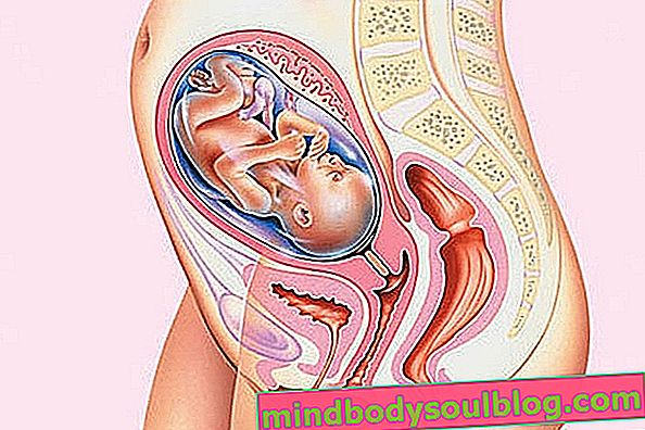 התפתחות התינוק - הריון של 25 שבועות