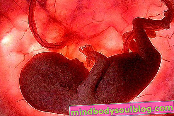 Perkembangan bayi - usia kehamilan 24 minggu