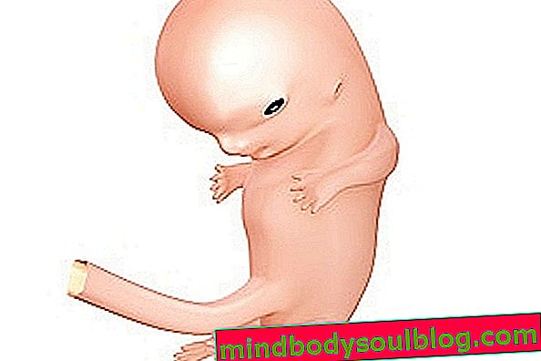 התפתחות התינוק - 8 שבועות להריון