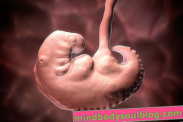 Développement du bébé - 4 semaines de gestation