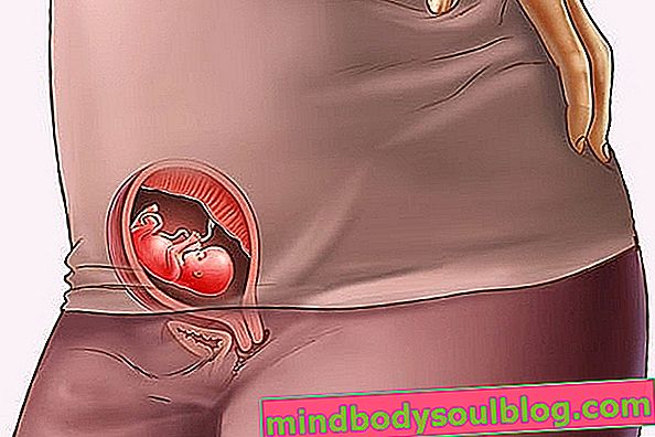 Veränderungen im Körper in der 11. Schwangerschaftswoche