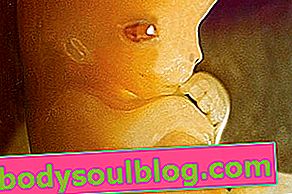 Babyentwicklung - 7 Schwangerschaftswochen