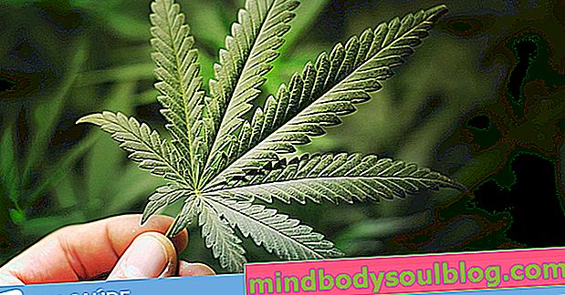Marihuana: jakie są skutki, korzyści i szkody rośliny leczniczej