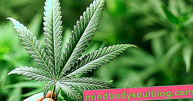 Kennen Sie die wichtigsten Nebenwirkungen von Marihuana