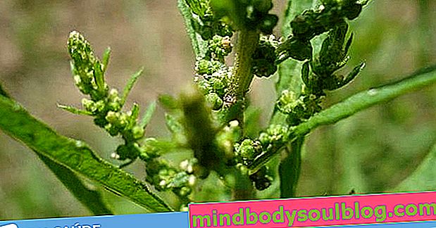 Mastruz (herb-de-santa-maria): à quoi ça sert et comment l'utiliser